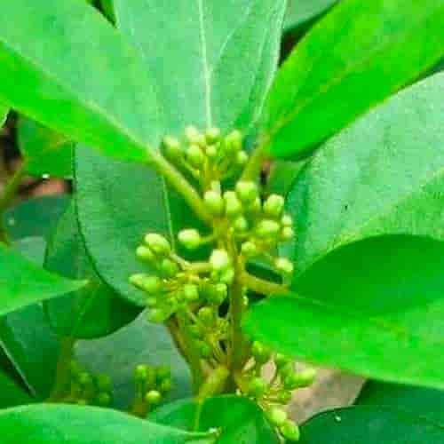 Madhunashini